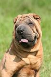 SHAR-PEI 935